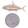Custom Amberjack Fish Pendant Yellow Gold Size